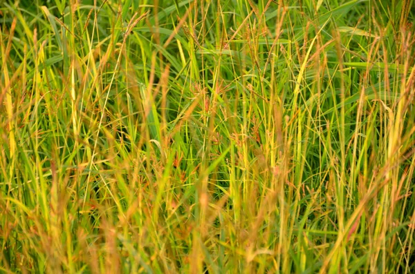 Grönt Gräs Äng Som Bakgrund — Stockfoto