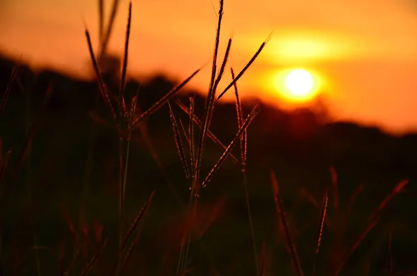 Céu Amarelo Dourado Pôr Sol — Fotografia de Stock