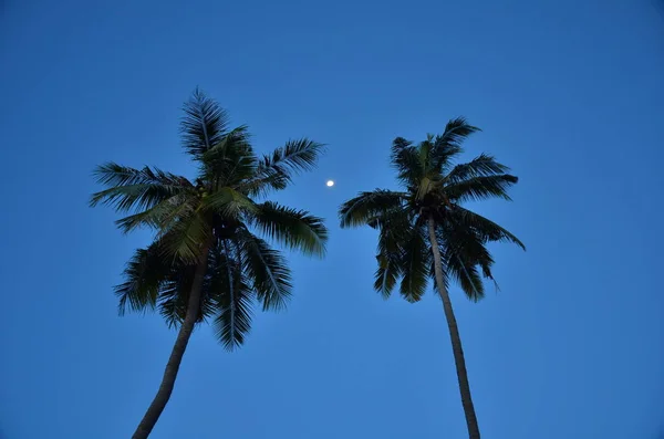 Palmeras Sobre Fondo Azul Del Cielo — Foto de Stock