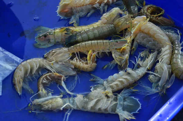 Tayland Taze Deniz Ürünleri Balıkçı Limanı Yakınındaki Taze Pazarda — Stok fotoğraf