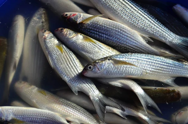 Fresh Seafood Thailand Fresh Market Fishing Port — Stock Photo, Image