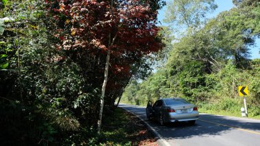 Ormanlar arasındaki yolda araba 