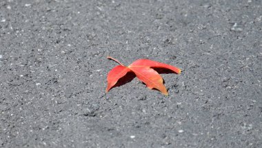 Yoldaki kırmızı yaprağı kapat.