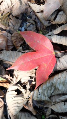 Yoldaki kırmızı yaprağı kapat.