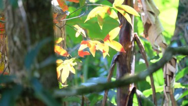 Bahçede güzel çiçekler yaz aylarında Blooming. Peyzajlı resmi Bahçe.