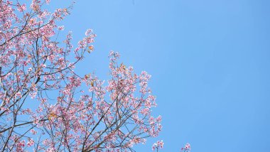 Bahçede güzel çiçekler yaz aylarında Blooming. Peyzajlı resmi Bahçe.