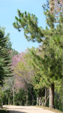 Bahçede güzel çiçekler yaz aylarında Blooming. Peyzajlı resmi Bahçe.