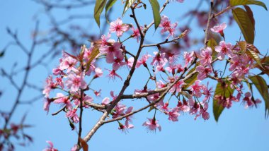 Bahçede güzel çiçekler yaz aylarında Blooming. Peyzajlı resmi Bahçe.