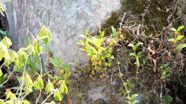 Açık havada büyüyen çiçeklerin kapağını kapatın.