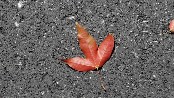Zblízka Červené Listy Ležící Silnici — Stock fotografie