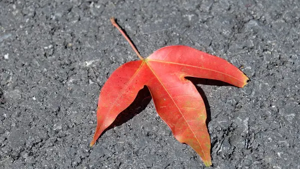 Primo Piano Foglia Rossa Che Trova Strada — Foto Stock