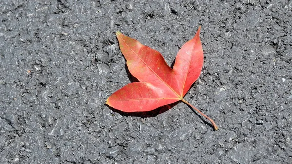 Zblízka Červené Listy Ležící Silnici — Stock fotografie