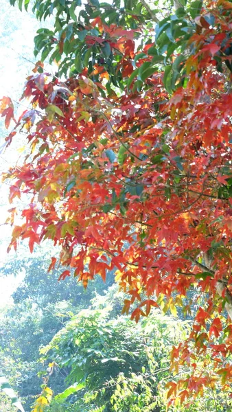 Vista Árvore Com Folhas Vermelhas Parque — Fotografia de Stock