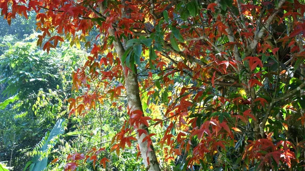 Vista Árvore Com Folhas Vermelhas Parque — Fotografia de Stock