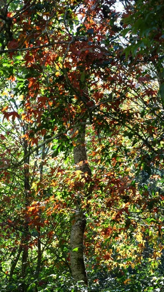 Vista Árvore Com Folhas Vermelhas Parque — Fotografia de Stock