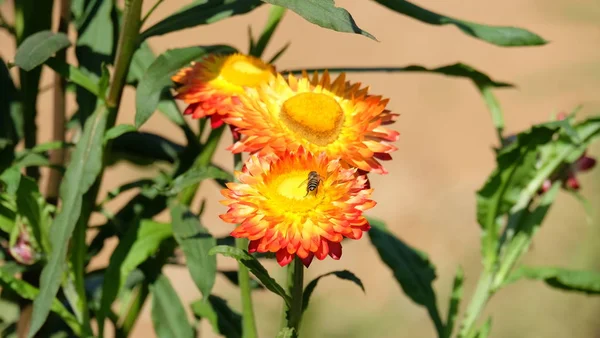 Bellissimi Fiori Giardino Fioritura Estate Giardino Formale Paesaggistico — Foto Stock