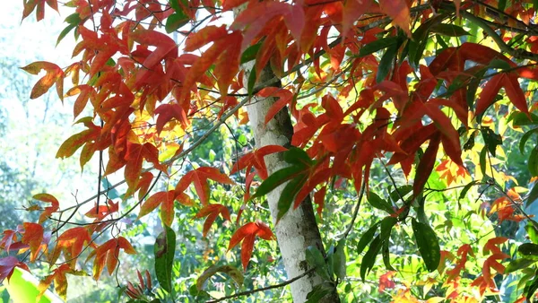 Bahçede Güzel Çiçekler Yaz Aylarında Blooming Peyzajlı Resmi Bahçe — Stok fotoğraf