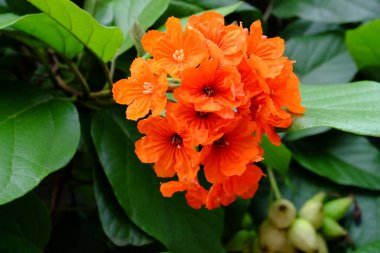 Açık havada büyüyen çiçeklerin kapağını kapatın.