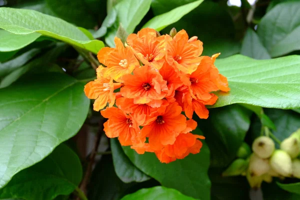 Nahaufnahme Von Blumen Die Tagsüber Freien Wachsen — Stockfoto