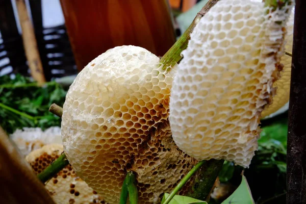 Detailní Záběr Medových Hřebenů Čerstvý Med Divokých Lesních Včel — Stock fotografie