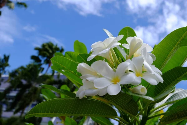 Plumeria Flores Brancas Jardim — Fotografia de Stock