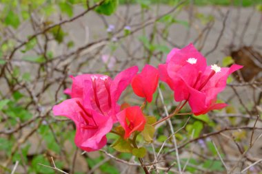 Açık havada büyüyen çiçeklerin kapağını kapatın.