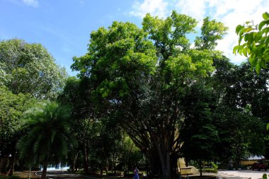 Ağaçların siluetleriyle mavi bulutlu gökyüzü