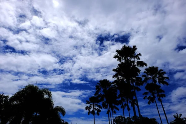 Cielo Azul Nublado Con Siluetas Árboles — Foto de Stock