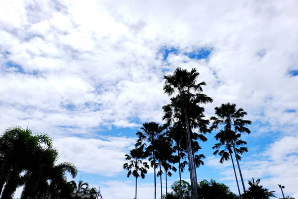 Céu Nublado Azul Com Silhuetas Árvores — Fotografia de Stock