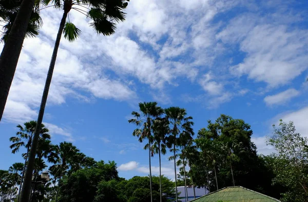 Cielo Azul Nublado Con Siluetas Árboles —  Fotos de Stock