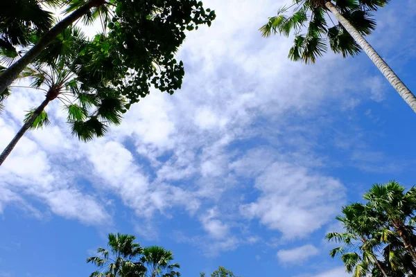 Cielo Azul Nublado Con Siluetas Árboles — Foto de Stock