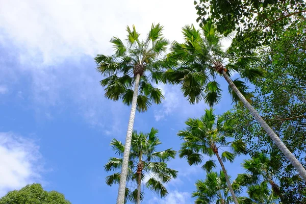 Céu Nublado Azul Com Silhuetas Árvores — Fotografia de Stock