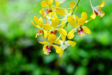 Orkide yakın çekim fotoğrafları