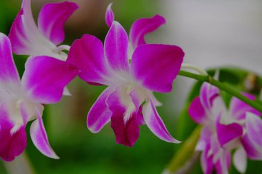 Açık havada büyüyen çiçeklerin kapağını kapatın.