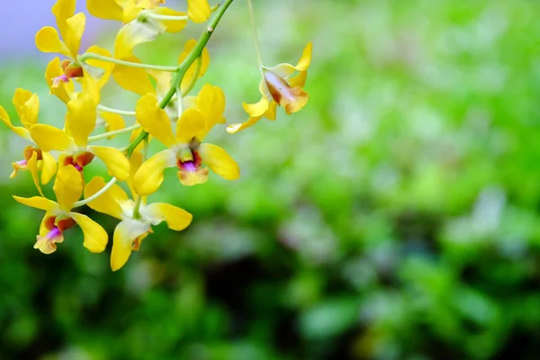Närbild Bilder Orkidéer — Stockfoto