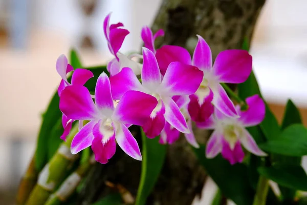 Nahaufnahmen Von Orchideen — Stockfoto