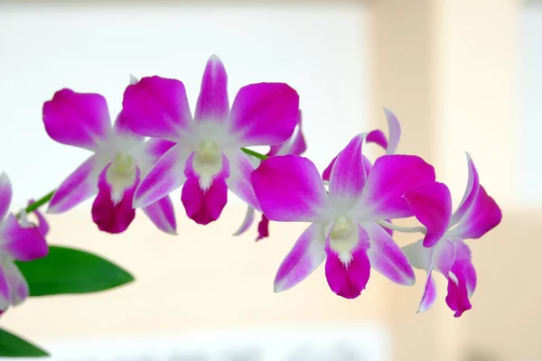 Close Photos Orchids — Stock Photo, Image