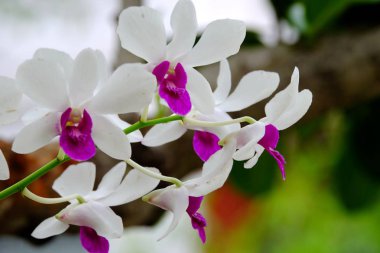 Orkide yakın çekim fotoğrafları