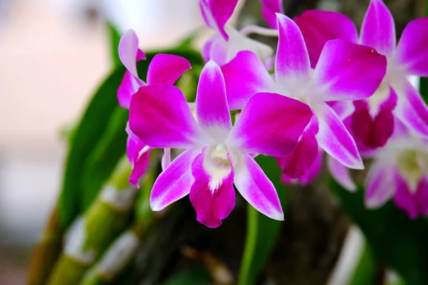 Orkide Yakın Çekim Fotoğrafları — Stok fotoğraf