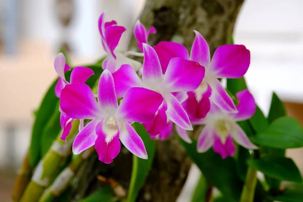 Nahaufnahmen Von Orchideen — Stockfoto