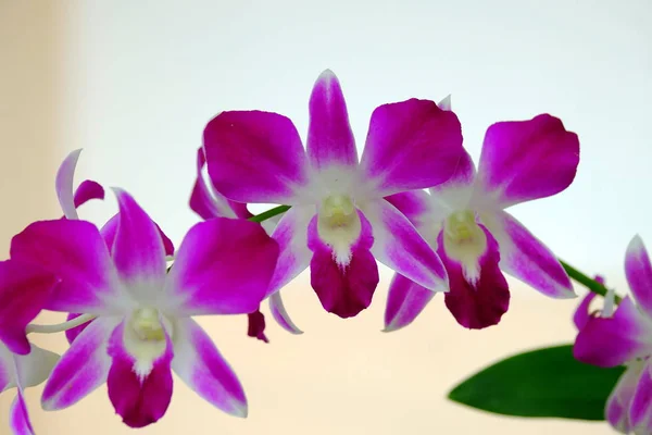 Close Fotos Orquídeas — Fotografia de Stock