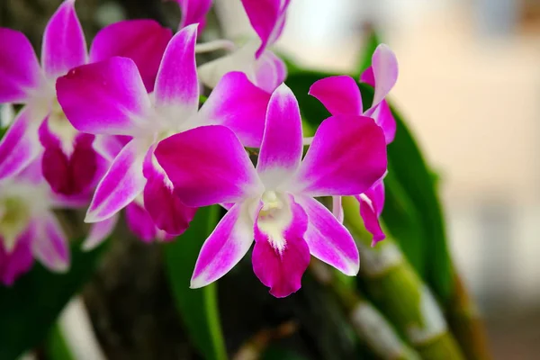 Close Photos Orchids — Stock Photo, Image