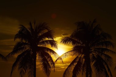palmiye ağaçları ile güzel gün batımı 