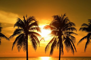palmiye ağaçları ile güzel gün batımı 