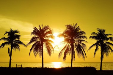 Güneş doğuyor ve sabahın erken saatlerinde denizin yanında sahilde altın sarısı gökyüzü ve hindistan cevizi ağaçları