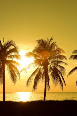 palmiye ağaçları ile güzel gün batımı 