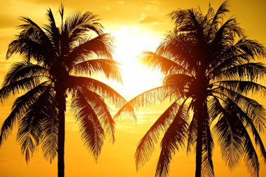 Güneş doğuyor ve sabahın erken saatlerinde denizin yanında sahilde altın sarısı gökyüzü ve hindistan cevizi ağaçları