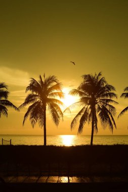 Güneş doğuyor ve sabahın erken saatlerinde denizin yanında sahilde altın sarısı gökyüzü ve hindistan cevizi ağaçları