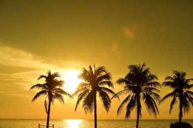 Güneş doğuyor ve sabahın erken saatlerinde denizin yanında sahilde altın sarısı gökyüzü ve hindistan cevizi ağaçları