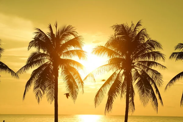 beautiful sunset through palm trees